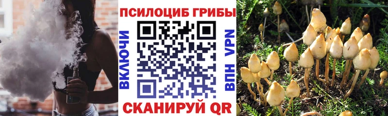 Купить где  Гулькевичи  Галлюциногенные грибы MAGIC MUSHROOMS 
